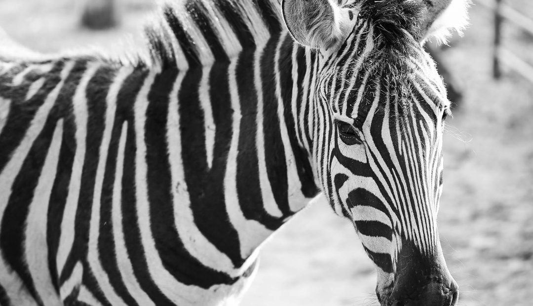 Zebra Black & White Portrait